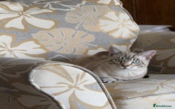 Bengal cats for sale: Buzz and Woody - Image 17