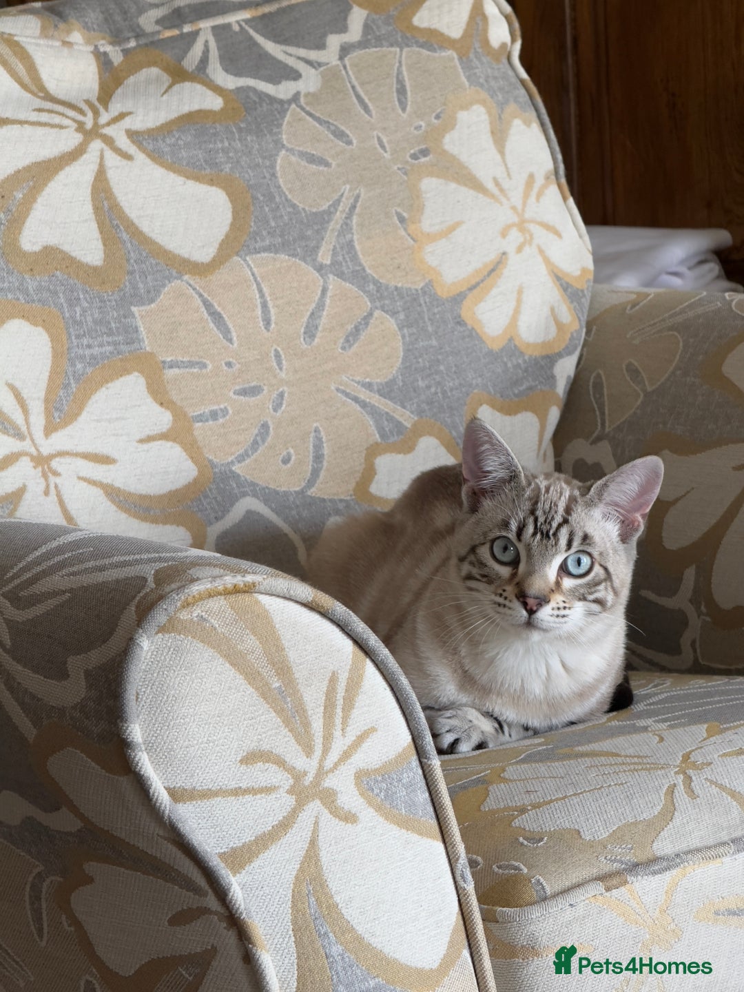Bengal cats for sale: Buzz and Woody - Image 17