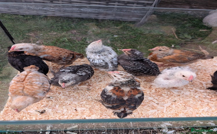 Chickens poultry - Advert 1