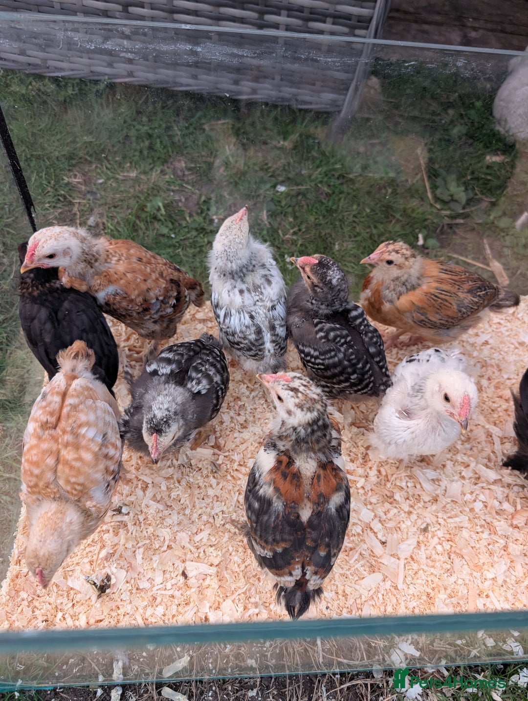 Chickens poultry for sale: Bantam Chicks (Unsexed) - Stunning Colours  - Image 1