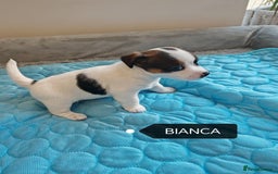 Jack Russell dogs for sale: Jack Russell puppies,Parents reg.Kennel club, - Image 15