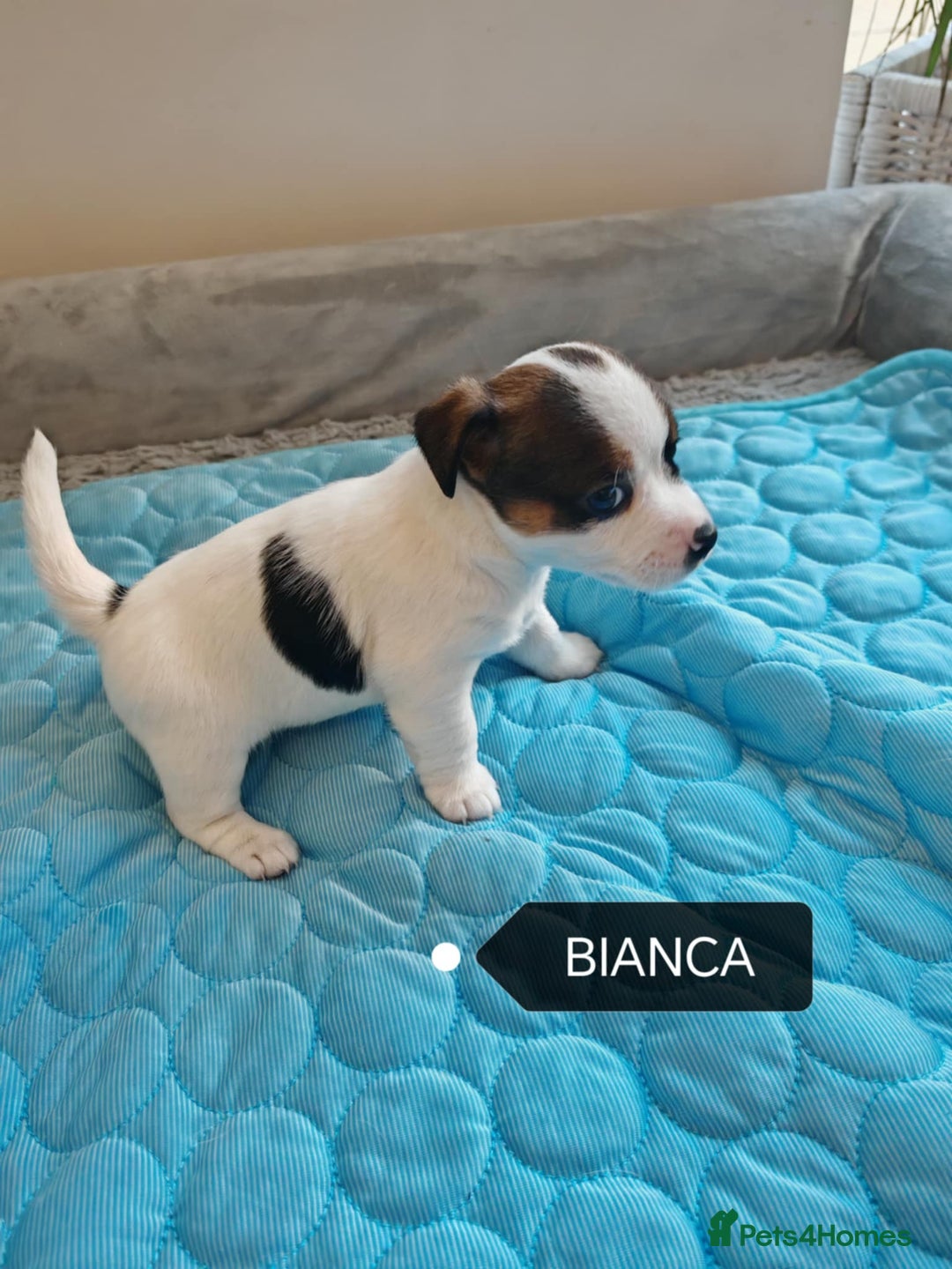 Jack Russell dogs for sale: Jack Russell puppies,Parents reg.Kennel club, - Image 15