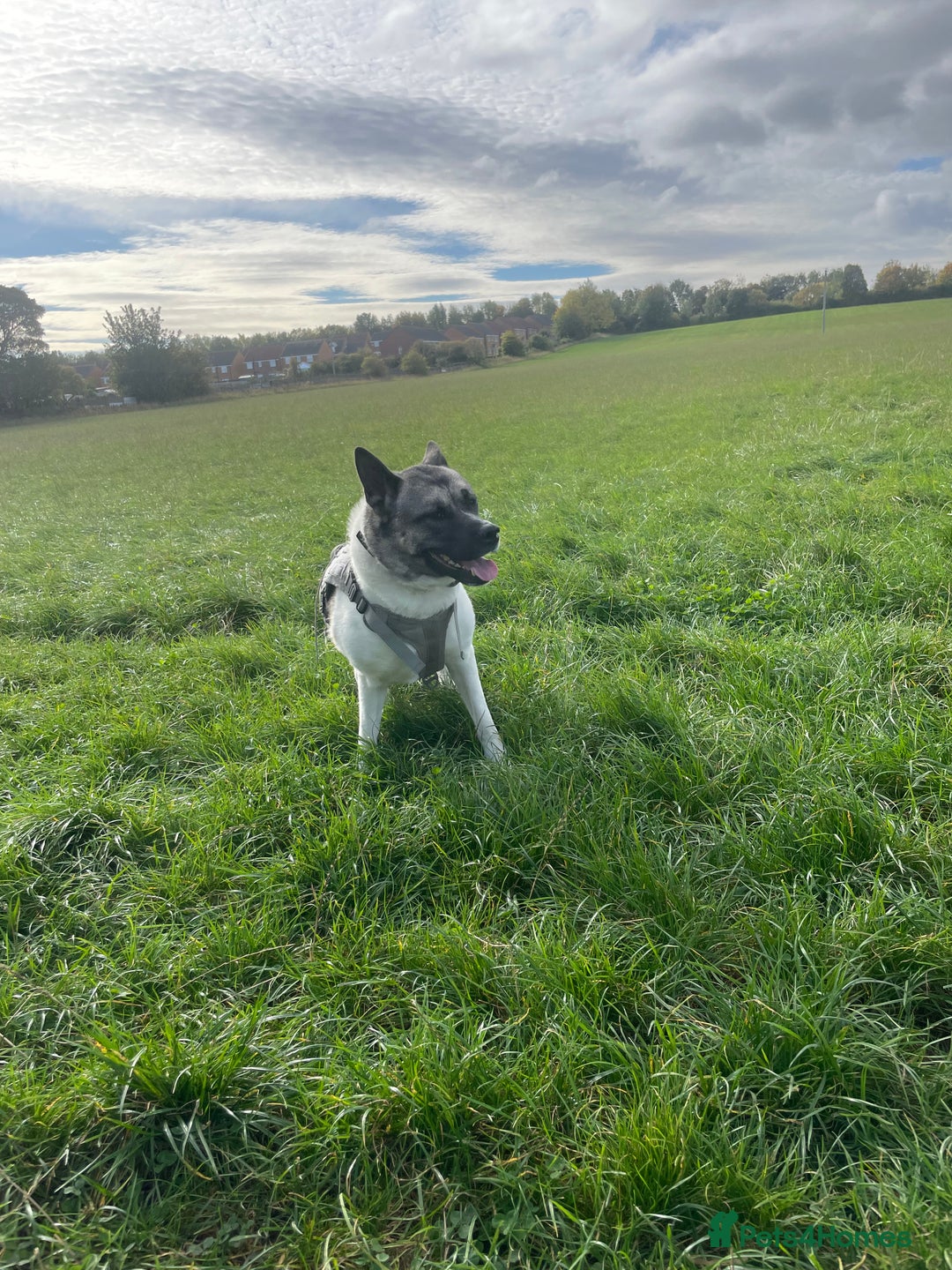 Akita dogs for sale: Female Akita  - Advert 1