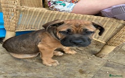 Mixed Breed dogs for sale: Beautiful boy puppy  - Image 1