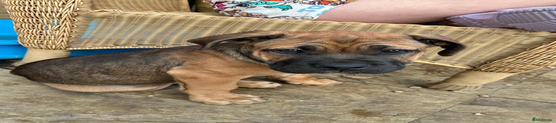 Mixed Breed Puppy 1