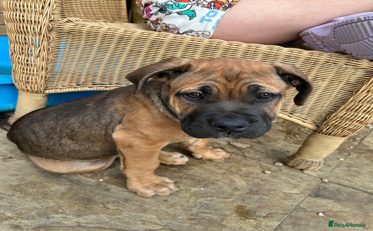 Mixed Breed dogs - Advert 1