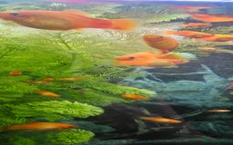Platies fish for sale: Red Platy  - Image 2