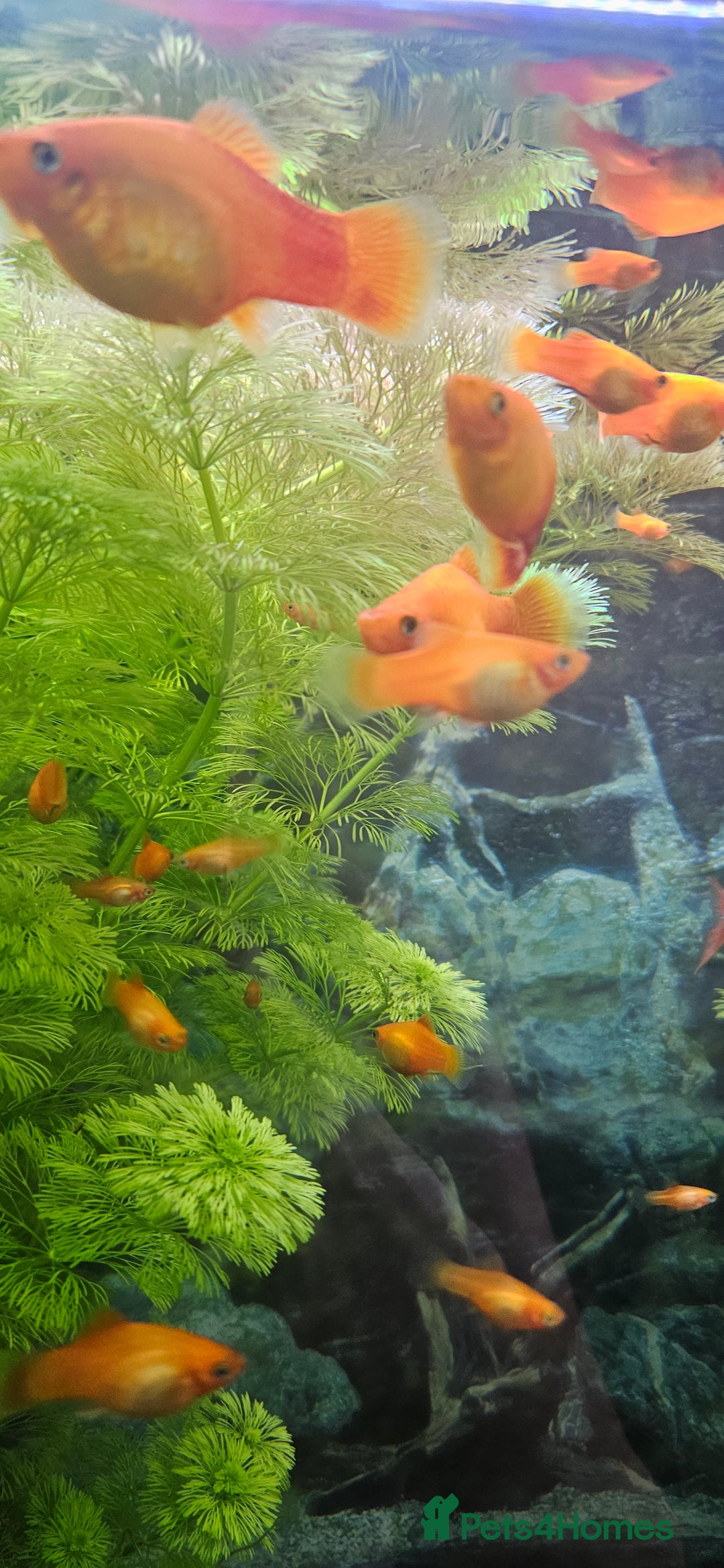 Platies fish for sale: Red Platy  - Image 2