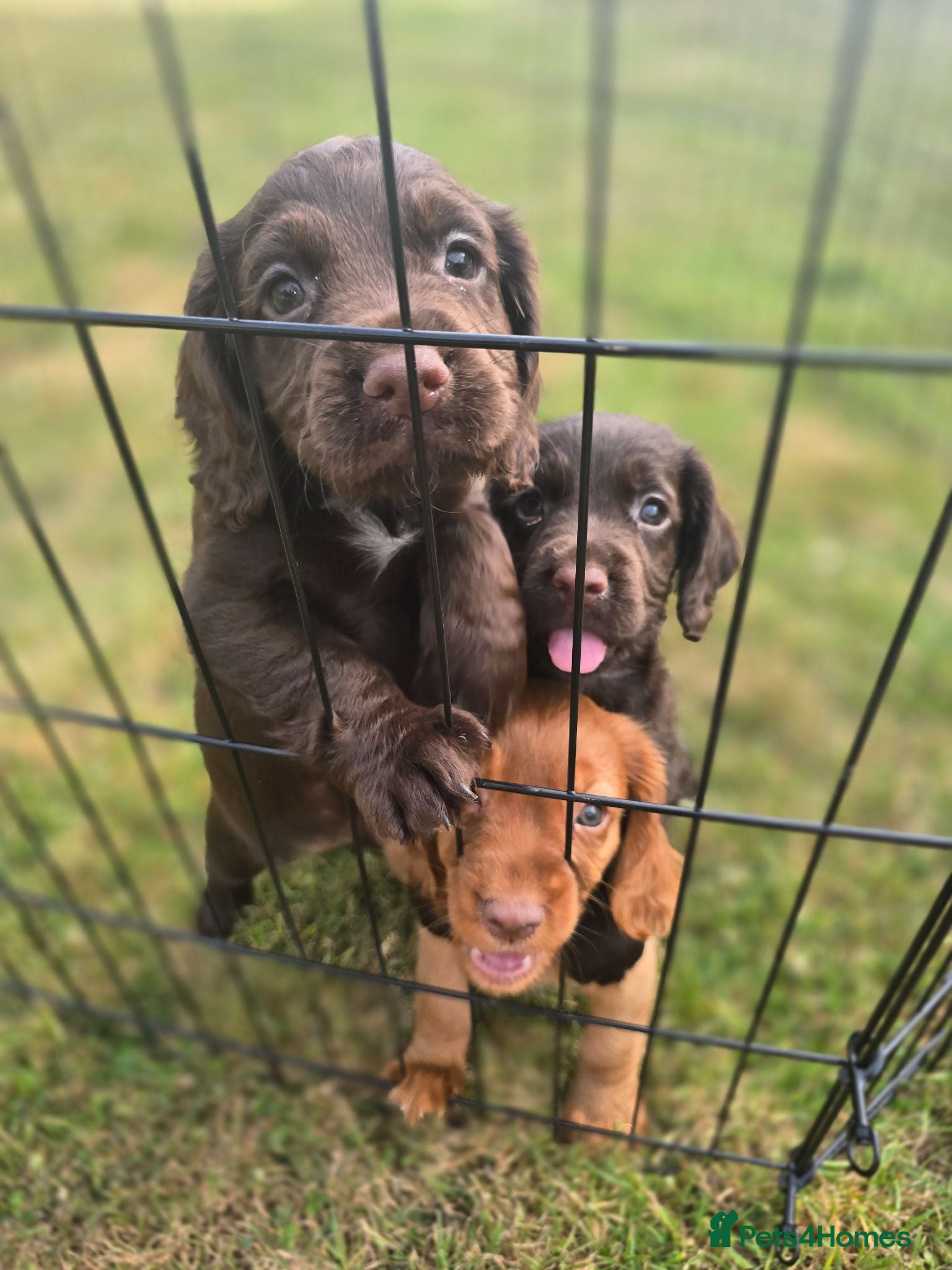Cocker Spaniel dogs Countryside raised working cocker spaniel puppies  - Advert 1