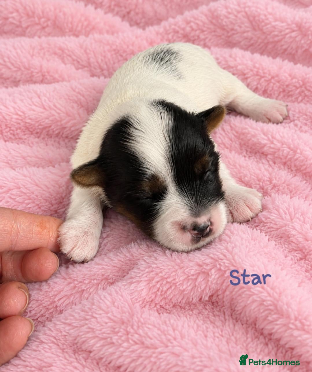 Biewer Terrier dogs 1 Stunning boy 1 beautiful girl - Advert 1