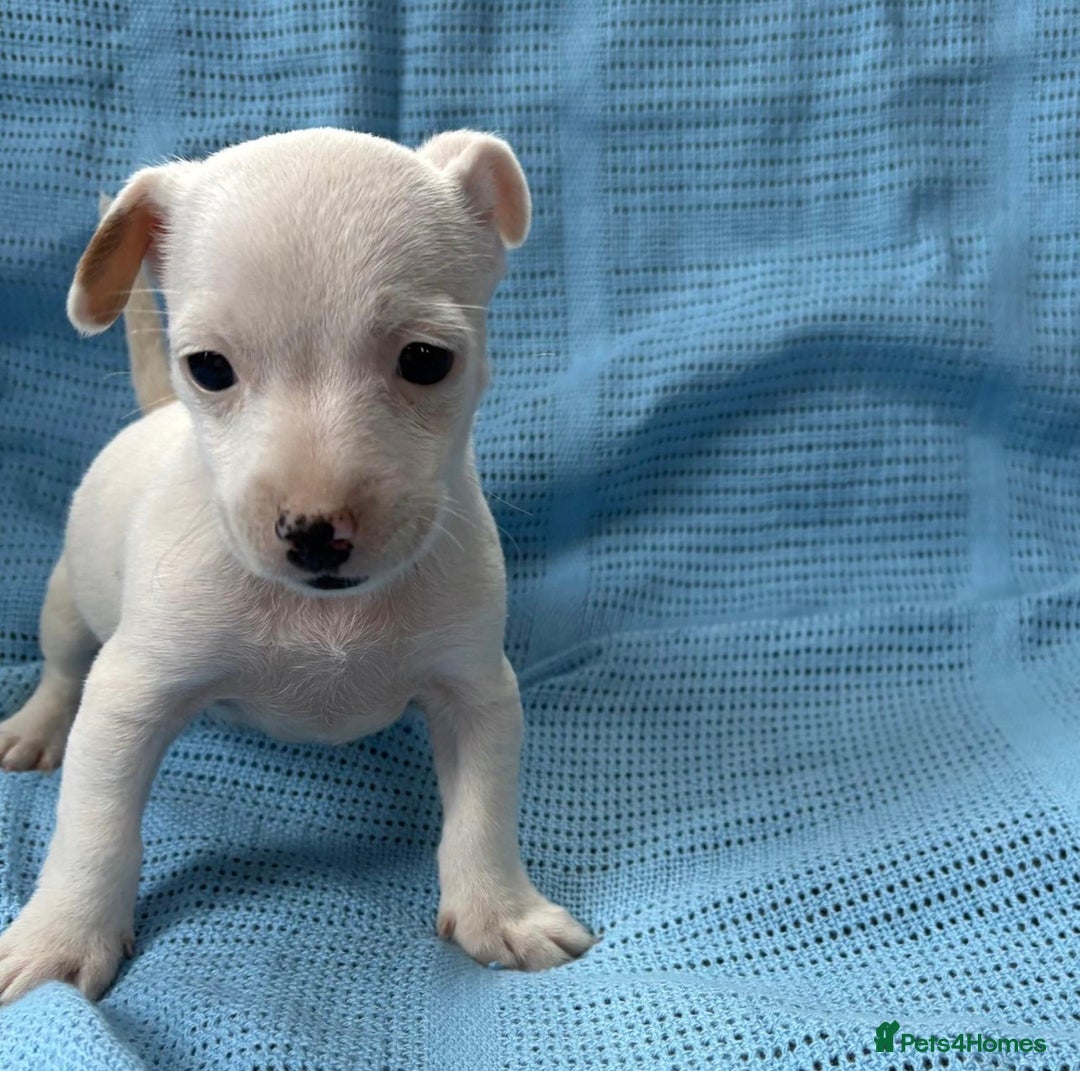 Jack Russell dogs for sale: Mini Jack Russell Terrier puppy - Image 6