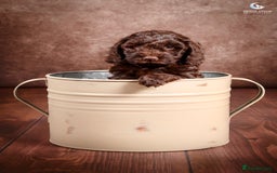 Cockapoo dogs for sale: **Ready Now**Miniature F1B Cockapoos  - Image 6