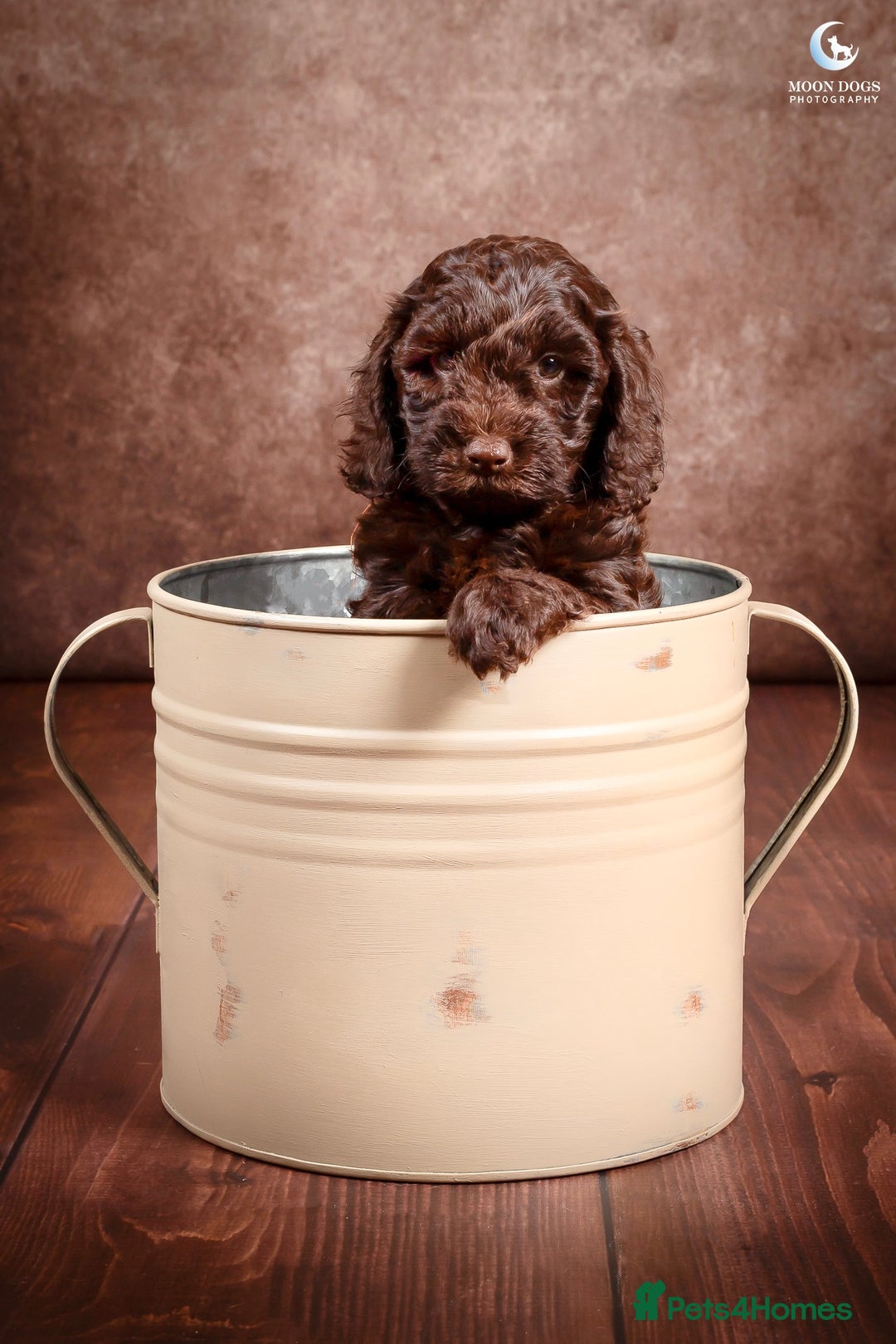Cockapoo dogs for sale: **Ready Now**Miniature F1B Cockapoos  - Image 6