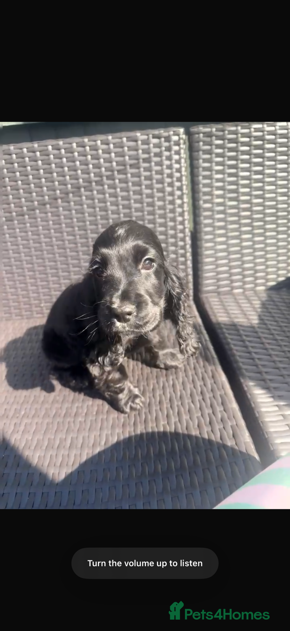 Cocker Spaniel dogs Pure Bred English Cocker Spaniel  - Advert 3