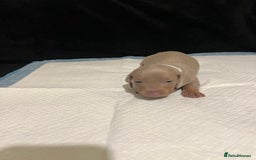 Dachshund dogs for sale:    🌈 Stunning Dachshund puppies 🌈  - Image 4