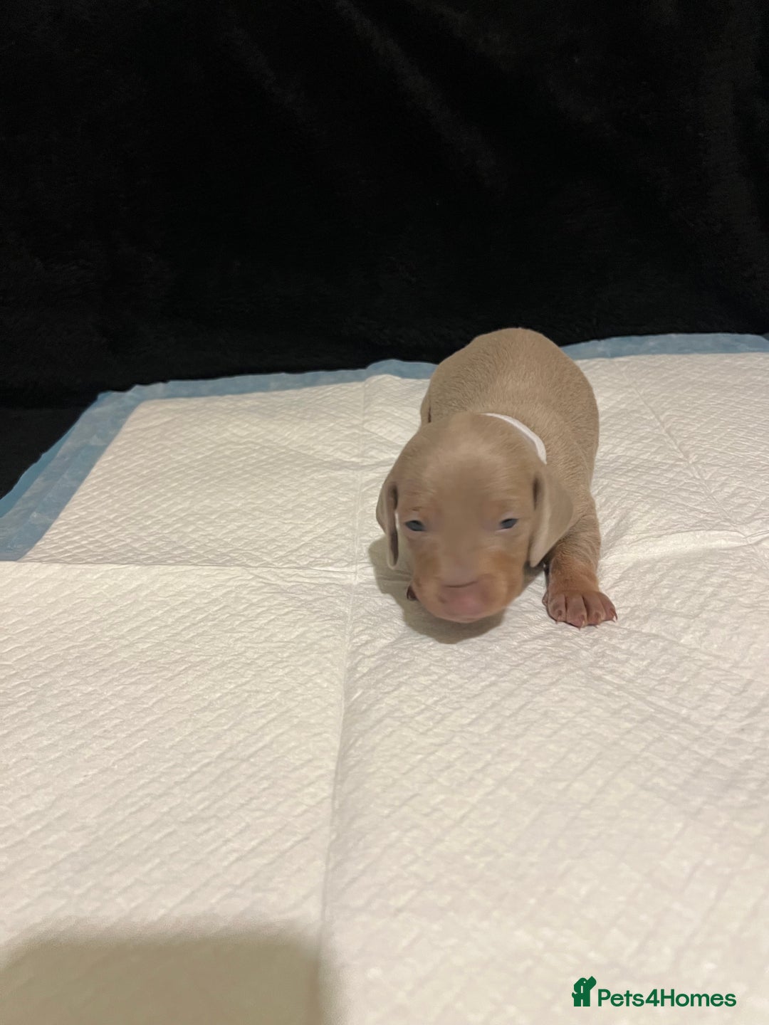 Dachshund dogs for sale:    🌈 Stunning Dachshund puppies 🌈  - Image 4