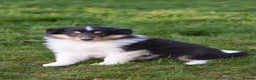 Rough Collie dogs for sale: Kc registered rough collie puppies  - Advert 15