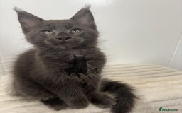 Maine Coon cats for sale: TICA registered blue boy Maine Coone male  - Image 4