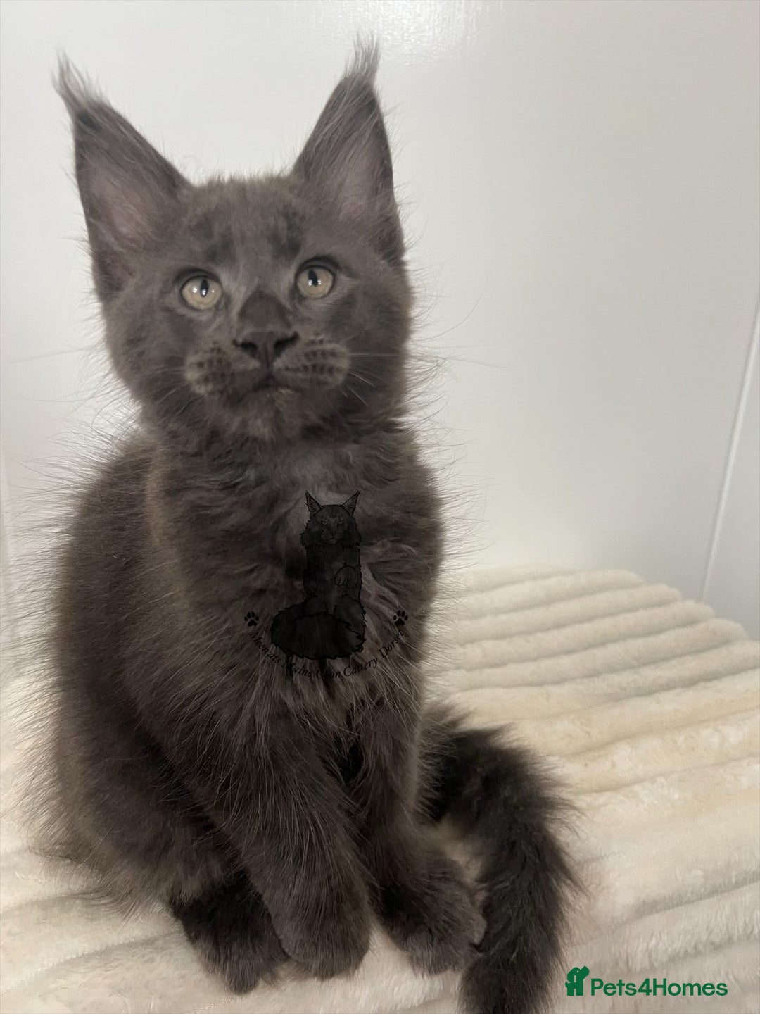 Maine Coon cats for sale: TICA registered blue boy Maine Coone male  - Image 4