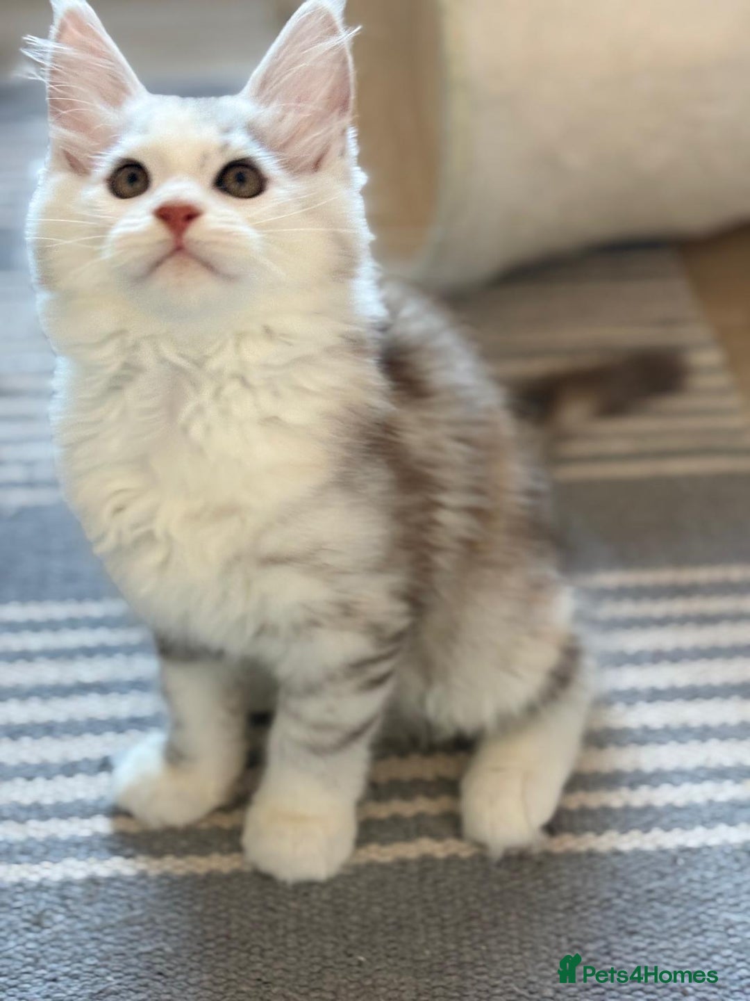 Maine Coon cats for sale: XL Maine Coon Kittens for Sale – TICA Reg - Advert 10