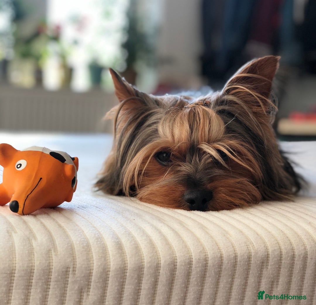 Yorkshire Terrier dogs for stud: Jeff the Yorkie looking for love (stud) - Advert 3