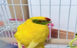 Parrots birds for sale: Beautiful Adorable Kakariki Talking Parrots - Image 17
