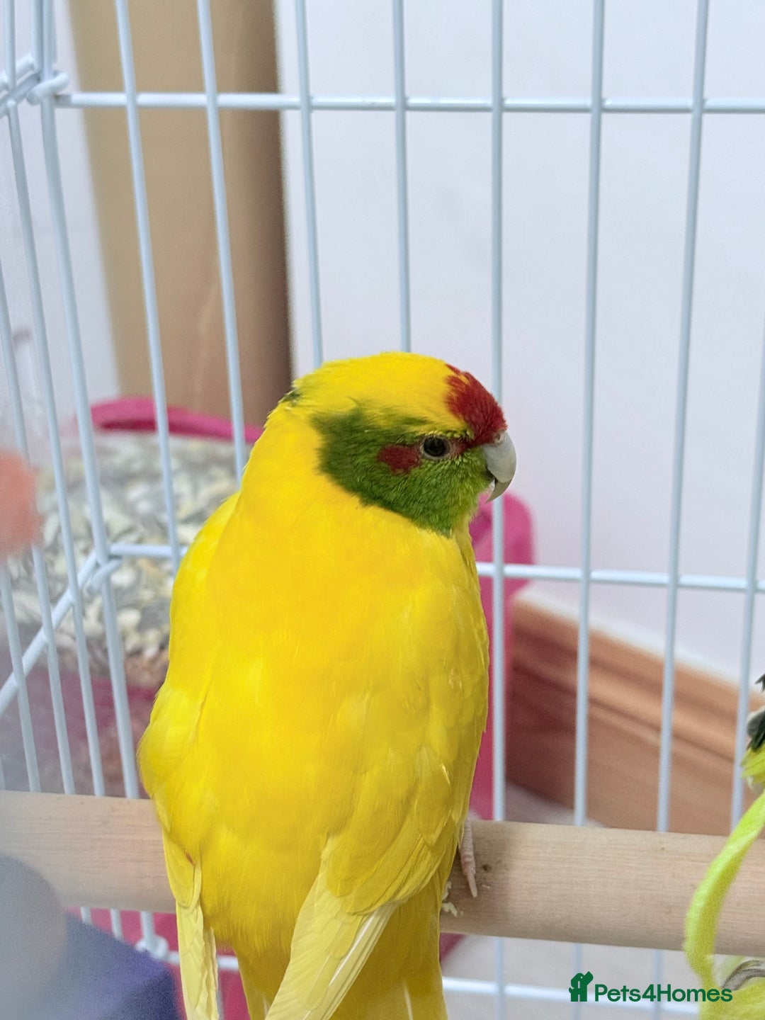 Parrots birds for sale: Beautiful Adorable Kakariki Talking Parrots - Image 17