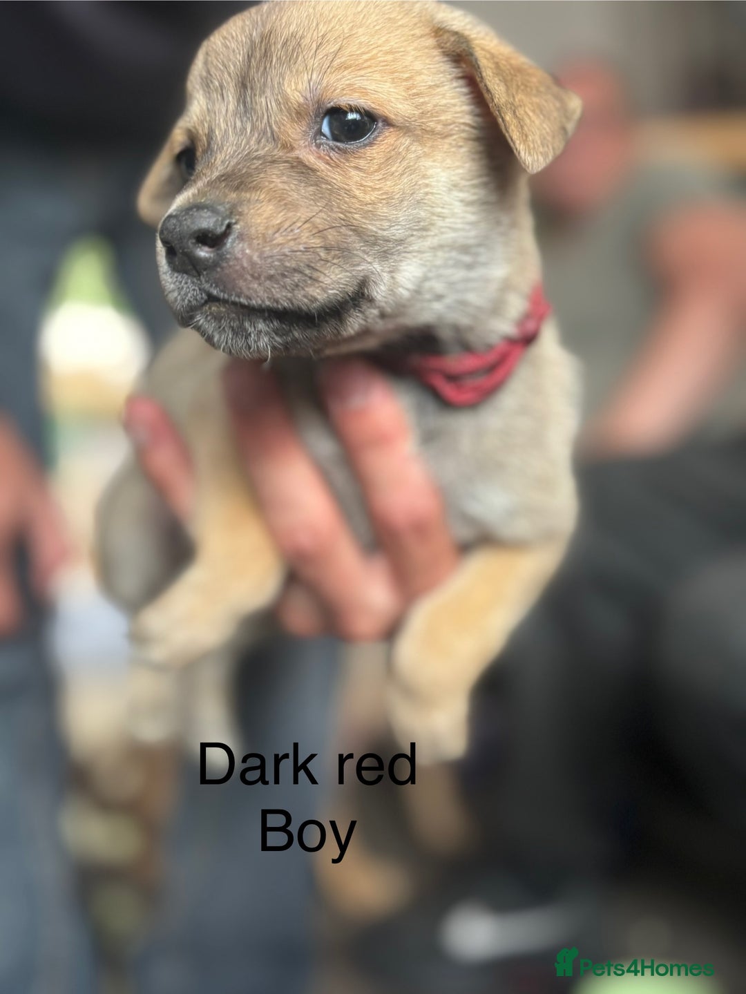 Mixed Breed dogs for sale: Puppies looking for forever homes  - Image 4