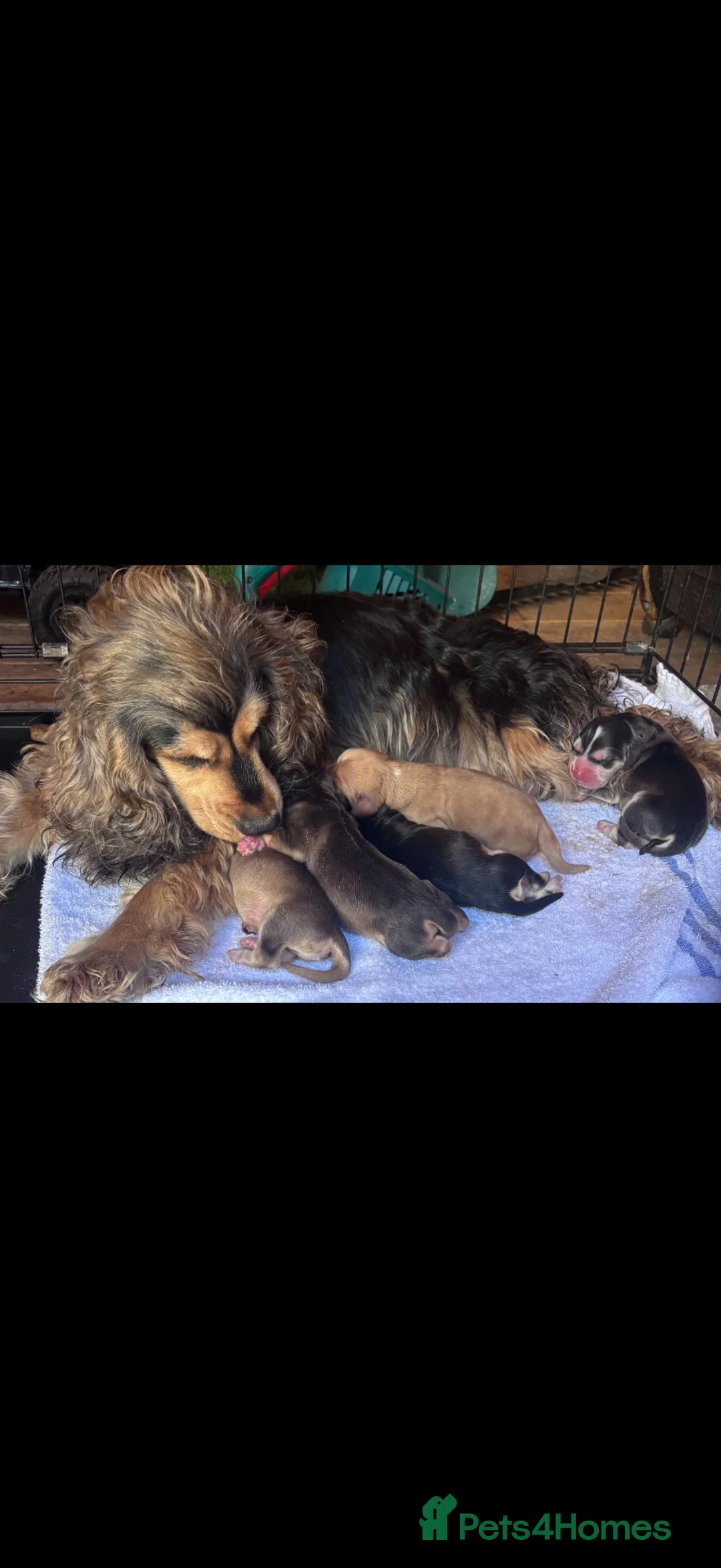 Cocker Spaniel dogs for sale: KC registered, DNA health tested Show Spaniels - Advert 9