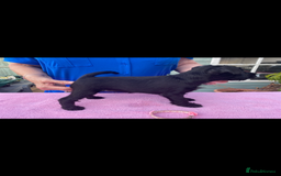 Miniature Schnauzer dogs for sale: Miniature Schnauzers - Image 10