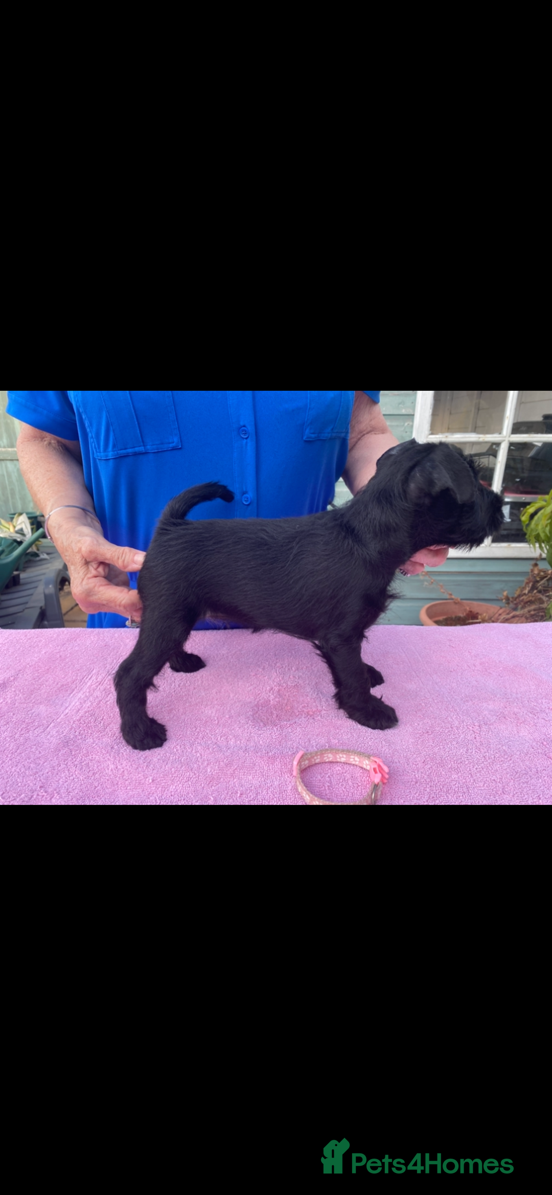 Miniature Schnauzer dogs for sale: Miniature Schnauzers - Image 10