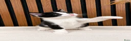Domestic Shorthair cats for sale: Stunning Kittens | Bella's Litter | Ready Now - Advert 6