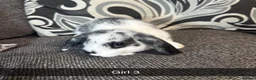Mixed Breed rabbits for sale: Baby rabbits  - Advert 7