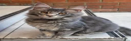 Maine Coon cats for sale: ❤️ TICA Registered Maine Coon Kittens Ready Now ❤️ - Advert 22