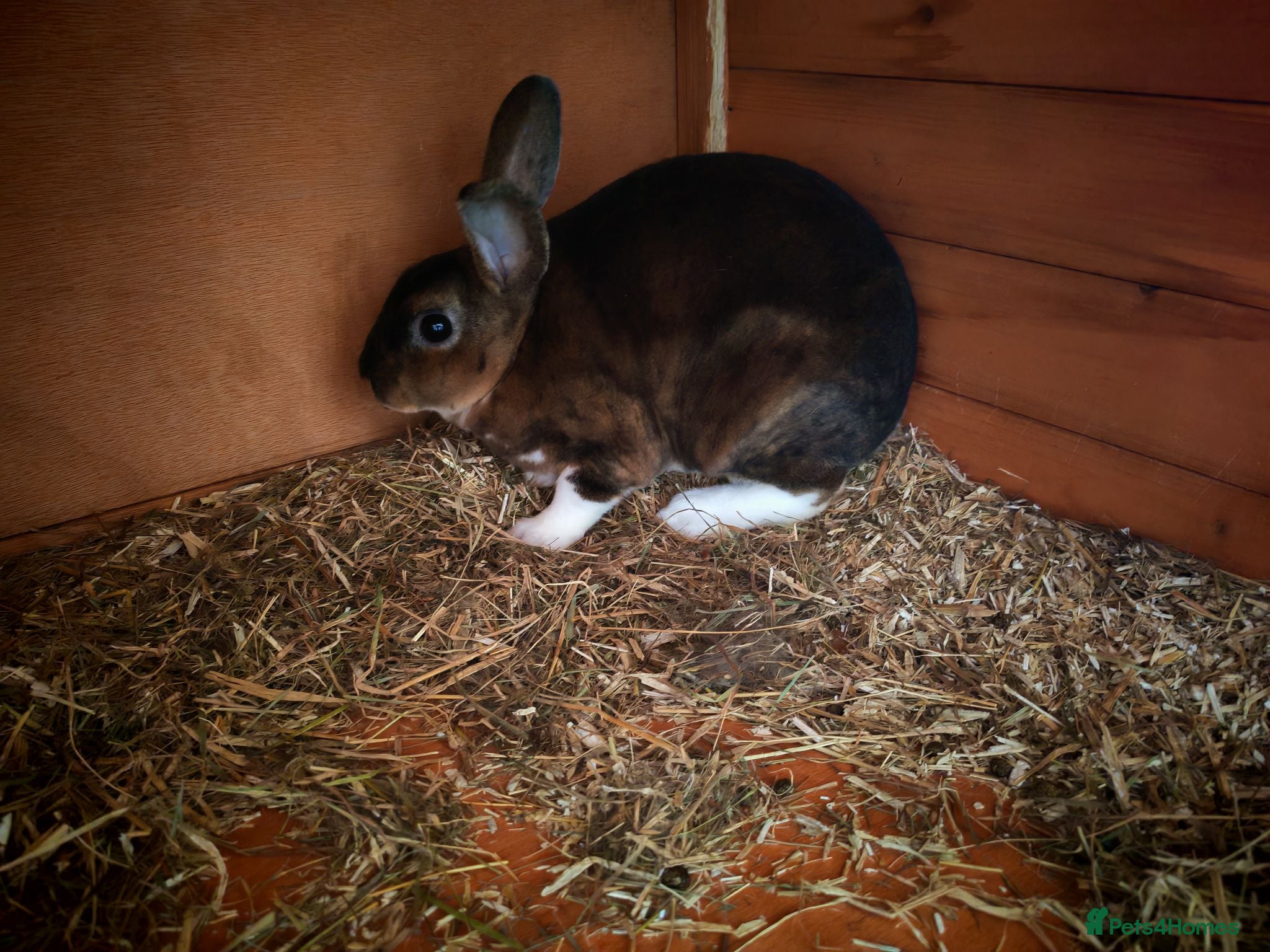 Rex rabbits Mini rex - Advert 1