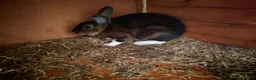 Rex rabbits for sale: Mini rex - Advert 1