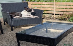 Boston Terrier dogs for sale: KC registered BOSTON TERRIER PUPPIES  - Image 8