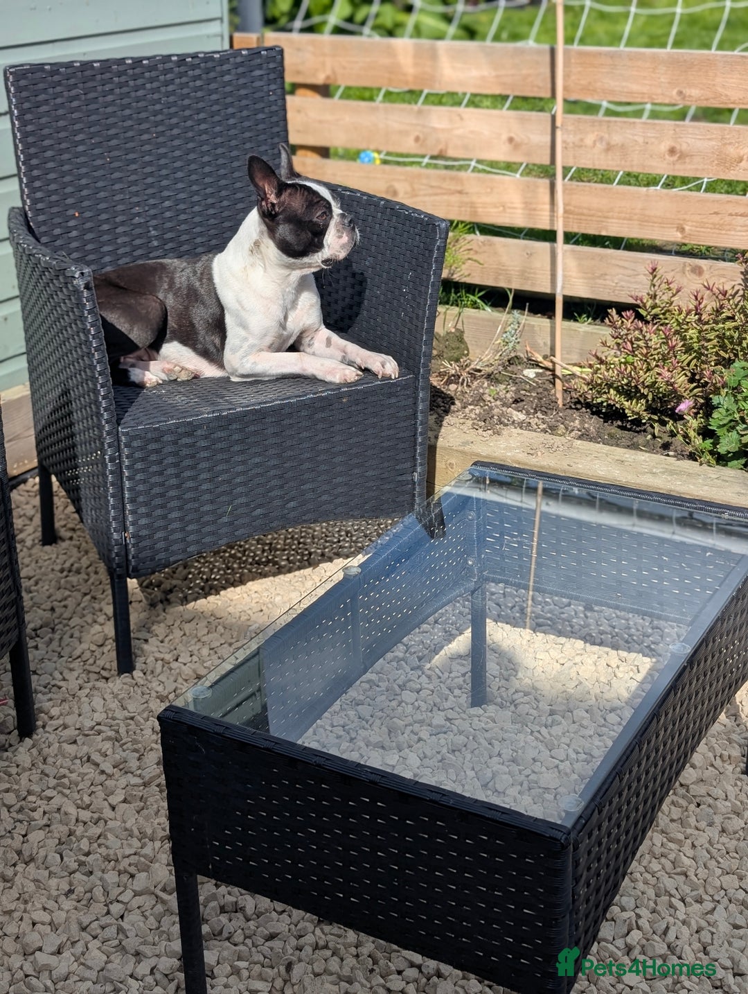 Boston Terrier dogs for sale: KC registered BOSTON TERRIER PUPPIES  - Image 8