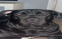 Cane Corso dogs for sale: Beautiful Cane Corso puppies  - Image 7