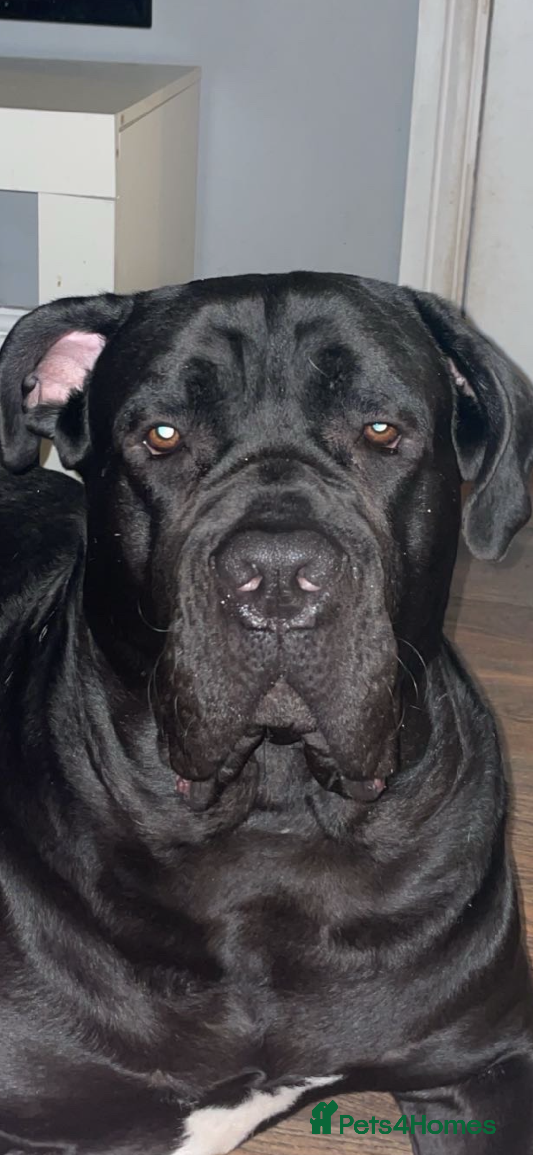 Cane Corso dogs for sale: Beautiful Cane Corso puppies  - Image 7