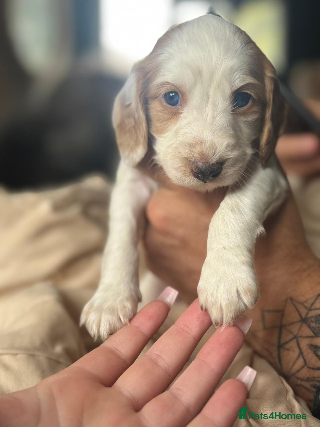 Cocker Spaniel dogs for sale: Rare colour puppies 🐶  - Image 7