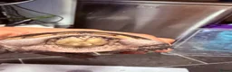 Turtle reptiles for sale: 2 male Turtles in Guildford - Advert 5