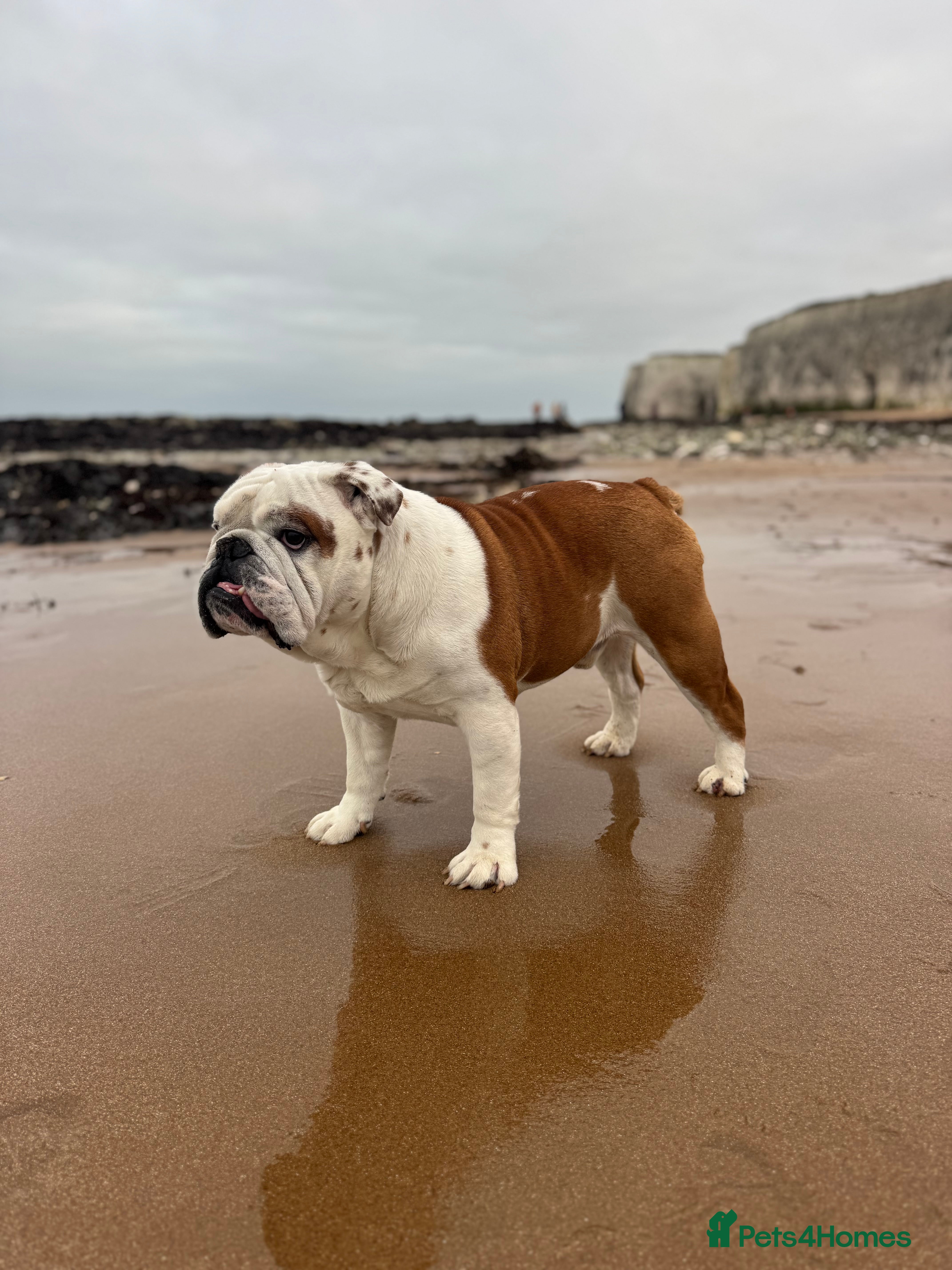 English Bulldog dogs English Bulldog for stud MARSHAL - Advert 1