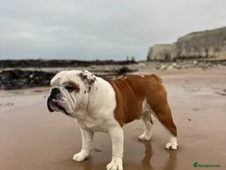 English Bulldog dogs English Bulldog for stud MARSHAL - Advert 13