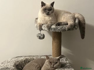 British Shorthair cats X2 British Short Hairs - Advert 1