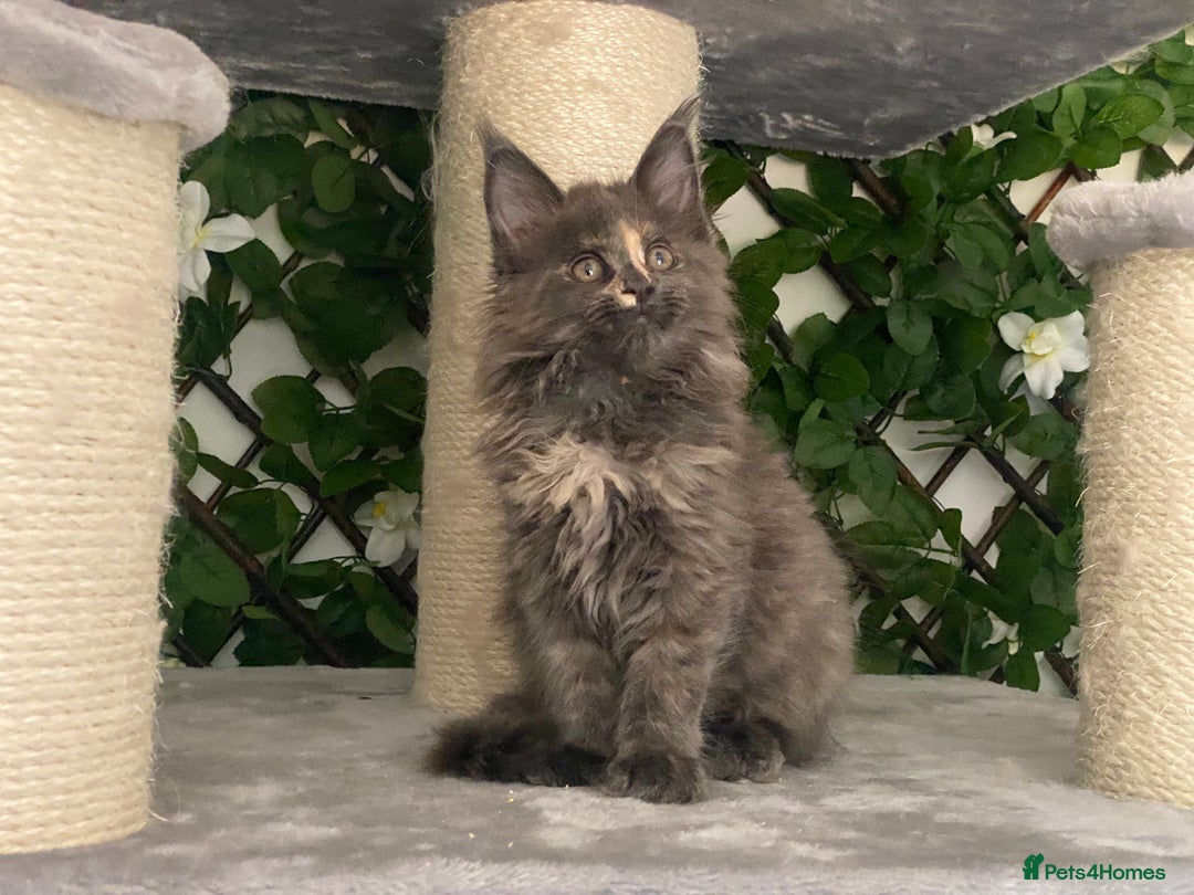Maine Coon cats for sale: Tica DNA negative Maine Coon kittens  in Fordingbridge - Image 25