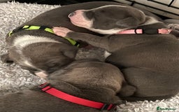 Staffordshire Bull Terrier dogs for sale: 7 beautiful blue Staffordshire bull terriers - Advert 3