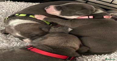 Staffordshire Bull Terrier dogs 7 beautiful blue Staffordshire bull terriers - Advert 9