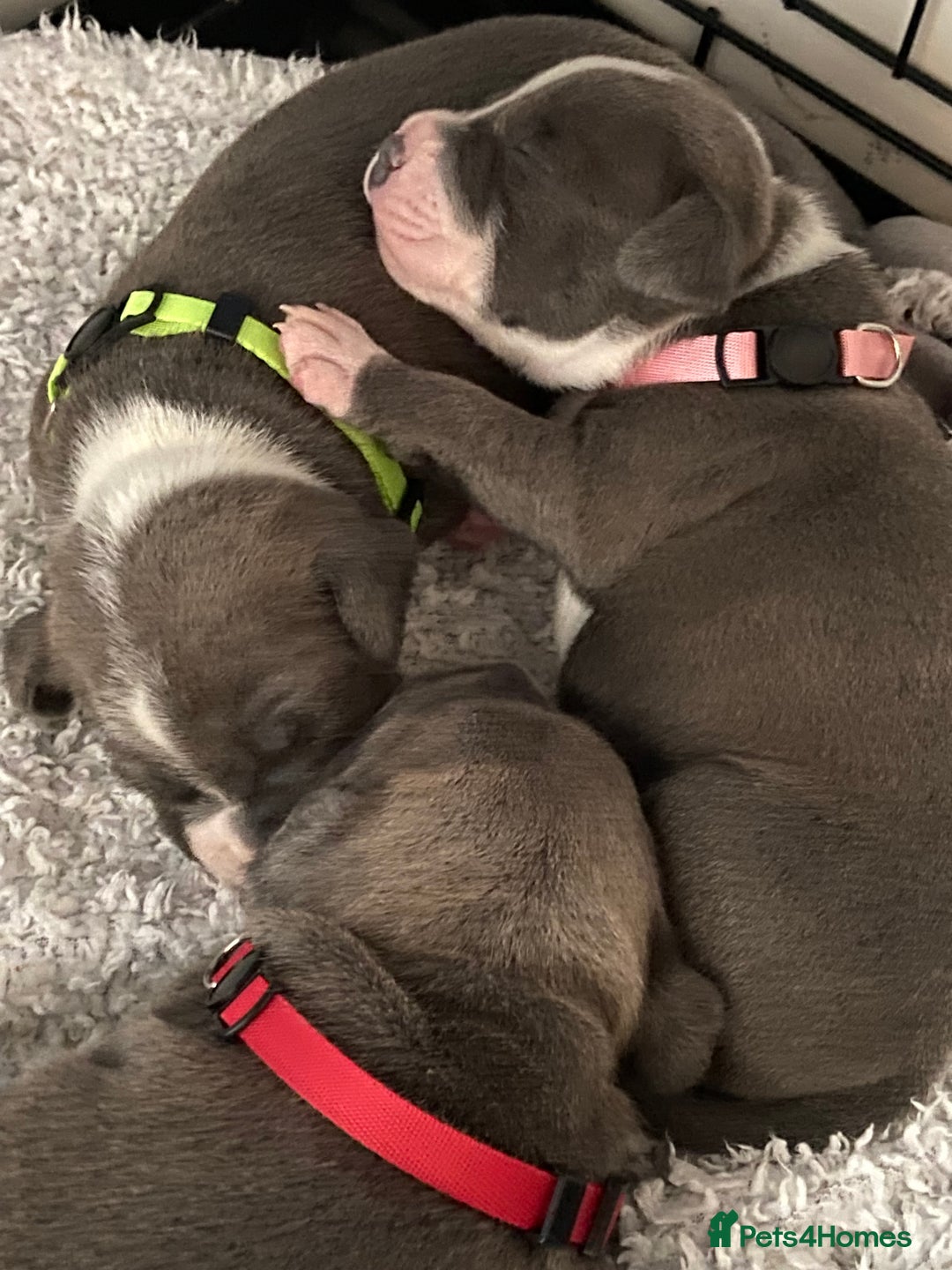 Staffordshire Bull Terrier dogs for sale: 7 beautiful blue Staffordshire bull terriers - Advert 3