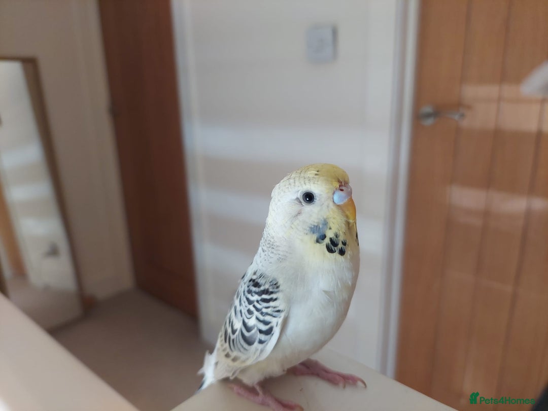 Budgerigars birds for sale: Tame Baby Budgies - Advert 15